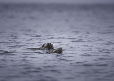 Turtle swimming in sea