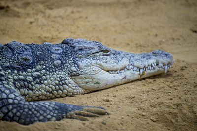 Close-up of crocodile