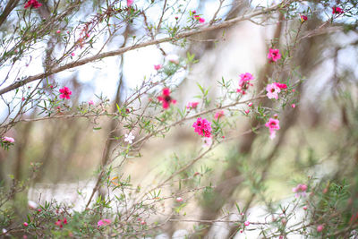 Close-up of pink flowering tree