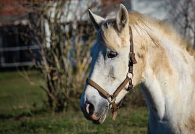 Horse in the field