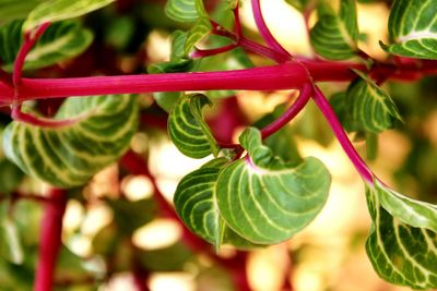 Close-up of fresh green plant