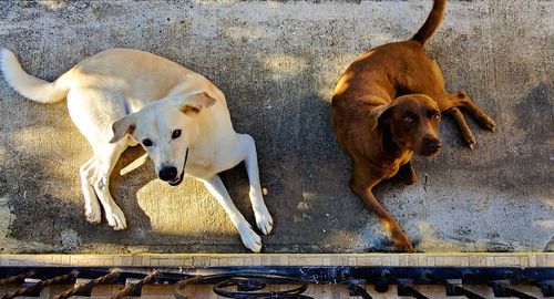 High angle view of dogs