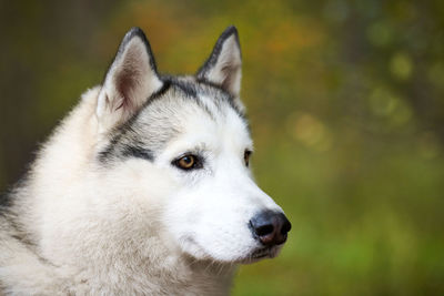 Siberian husky portrait close up, siberian husky face, sled dog breed. husky dog portrait outdoor