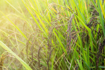 Close-up of crops growing on field