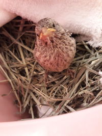 High angle view of bird in nest