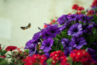 Close-up of blooming petunia flowers