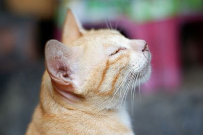 Close-up of a cat