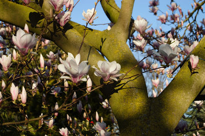 Close-up of fresh flowers blooming on tree