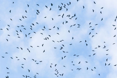 Low angle view of birds flying in the sky