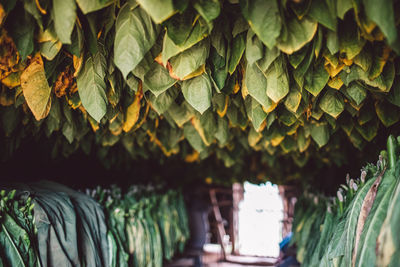 Close-up of leaves