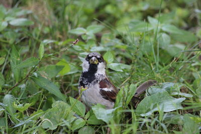 Close-up of bird perching on plant