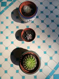 High angle view of potted plant on table