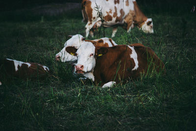 Cow in a field