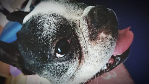 Close-up of dog
