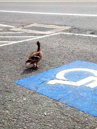 High angle view of birds on road