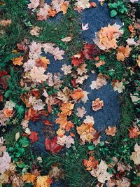 High angle view of maple leaves fallen on leaf during autumn