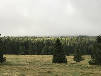 Scenic view of pine trees on field against sky