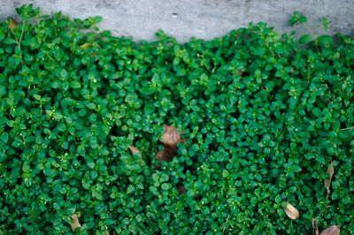 High angle view of fresh green plants