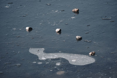 High angle view of ducks on wet beach