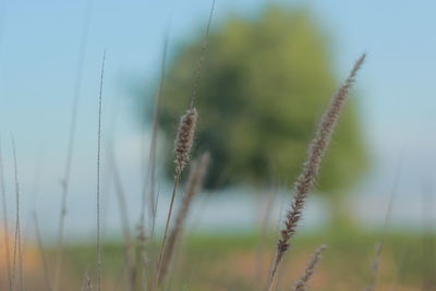 Close-up of stalks in field against sky