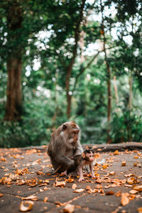 Mother balinese long tailed monkey holding her baby