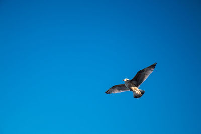 Low angle view of seagull flying in sky