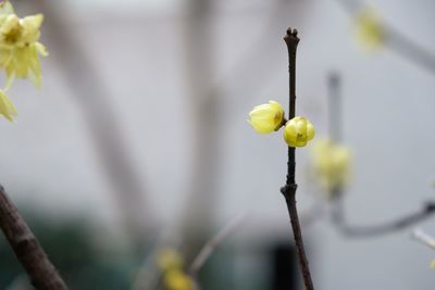 Close-up of yellow flower