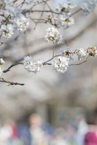 Close-up of cherry blossoms in spring