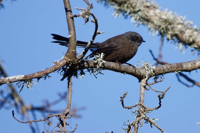 Low angle view of bird perching on branch against sky