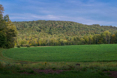 Scenic view of trees on field against sky