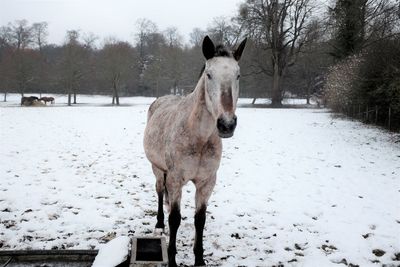 Horse standing on snow covered field