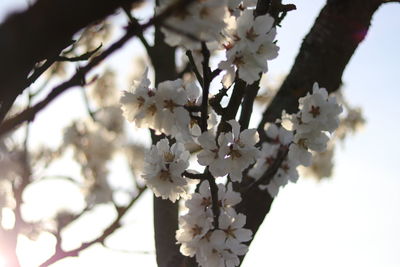 Close-up of white apple blossoms in spring