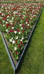 Red poppy flowers in field