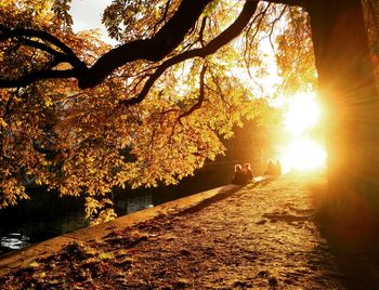 Sun shining through trees