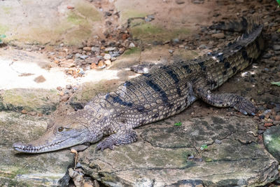 High angle view of lizard on land