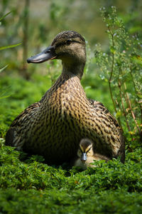 Close-up of a bird on field