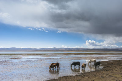 Panoramic view of horses on landscape against sky