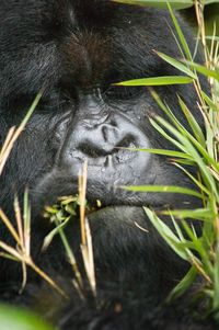 Close-up of a monkey