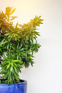 Close-up of potted plant against white background