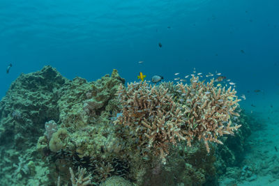 Coral reef and water plants in the red sea, eilat israel