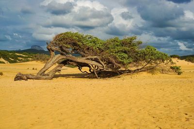 View of tree on sand against sky