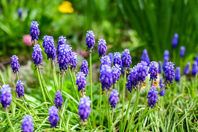 Close-up of purple flowering plants on field