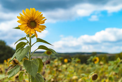 Close-up of sunflower blooming on field against sky