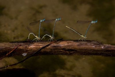 Close-up of damselfly on water