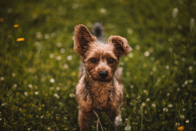 Portrait of dog on field