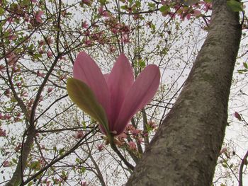 Low angle view of plant against sky