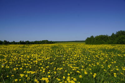 Scenic view of oilseed rape field against clear sky