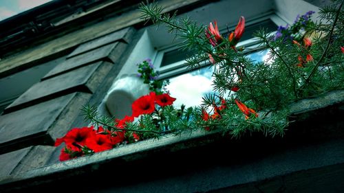 Low angle view of potted plants on house