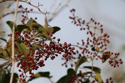 Low angle view of flowering plant against tree