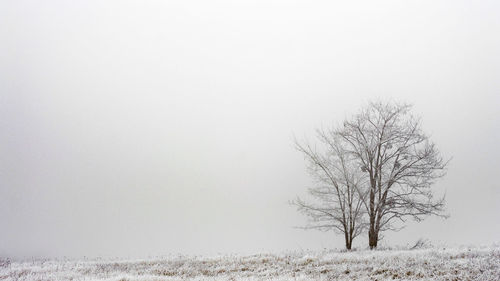 Bare tree on snow covered field against clear sky